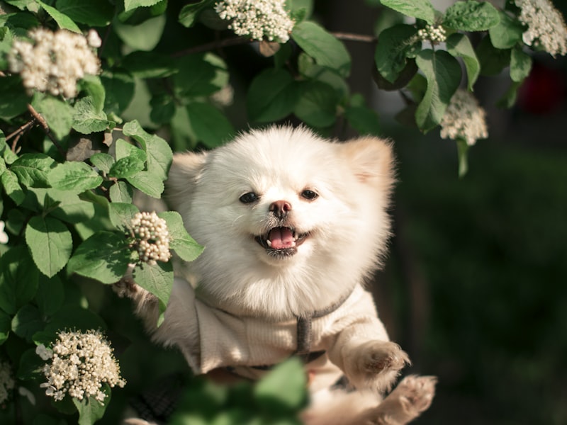 Max - Maltipoo puppy